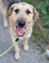 AYNAS, Hund, Mischlingshund in Kroatien - Bild 11