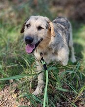 AYNAS, Hund, Mischlingshund in Kroatien - Bild 12
