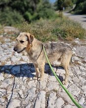 AYNAS, Hund, Mischlingshund in Kroatien - Bild 13