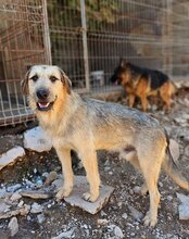 AYNAS, Hund, Mischlingshund in Kroatien - Bild 14