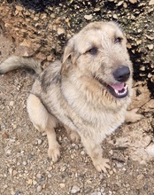AYNAS, Hund, Mischlingshund in Kroatien - Bild 17