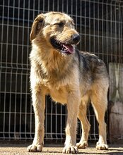 AYNAS, Hund, Mischlingshund in Kroatien - Bild 18