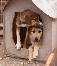AYNAS, Hund, Mischlingshund in Kroatien - Bild 19