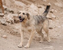 AYNAS, Hund, Mischlingshund in Kroatien - Bild 2