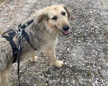 AYNAS, Hund, Mischlingshund in Kroatien - Bild 21