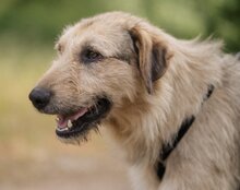 AYNAS, Hund, Mischlingshund in Kroatien - Bild 5