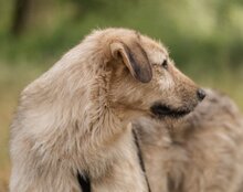 AYNAS, Hund, Mischlingshund in Kroatien - Bild 7