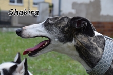 SHAKIRA, Hund, Galgo Español in Essingen