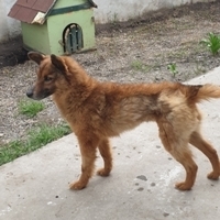 NIKITA, Hund, Mischlingshund in Rumänien - Bild 1