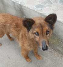 NIKITA, Hund, Mischlingshund in Rumänien - Bild 11