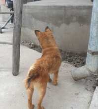 NIKITA, Hund, Mischlingshund in Rumänien - Bild 12