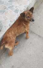 NIKITA, Hund, Mischlingshund in Rumänien - Bild 14