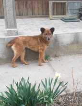 NIKITA, Hund, Mischlingshund in Rumänien - Bild 15