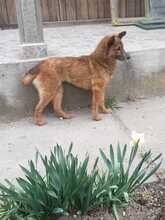 NIKITA, Hund, Mischlingshund in Rumänien - Bild 16