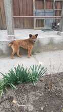 NIKITA, Hund, Mischlingshund in Rumänien - Bild 17