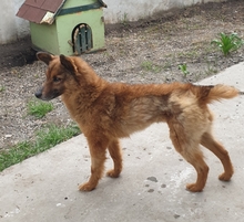 NIKITA, Hund, Mischlingshund in Rumänien - Bild 2