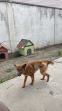 NIKITA, Hund, Mischlingshund in Rumänien - Bild 3