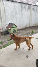 NIKITA, Hund, Mischlingshund in Rumänien - Bild 4