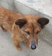 NIKITA, Hund, Mischlingshund in Rumänien - Bild 9