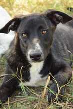 CAROLA, Hund, Mischlingshund in Rumänien - Bild 3