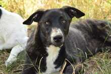 CAROLA, Hund, Mischlingshund in Rumänien - Bild 5