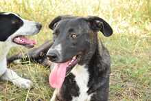 CAROLA, Hund, Mischlingshund in Rumänien - Bild 7