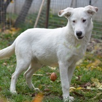 BINGO, Hund, Mischlingshund in Rumänien - Bild 10