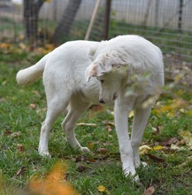 BINGO, Hund, Mischlingshund in Rumänien - Bild 11