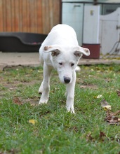 BINGO, Hund, Mischlingshund in Rumänien - Bild 12