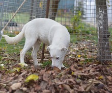 BINGO, Hund, Mischlingshund in Rumänien - Bild 13