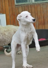 BINGO, Hund, Mischlingshund in Rumänien - Bild 14
