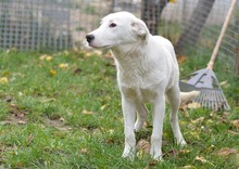 BINGO, Hund, Mischlingshund in Rumänien - Bild 16