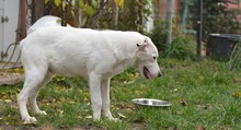 BINGO, Hund, Mischlingshund in Rumänien - Bild 17