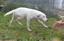 BINGO, Hund, Mischlingshund in Rumänien - Bild 19