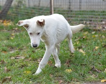 BINGO, Hund, Mischlingshund in Rumänien - Bild 2
