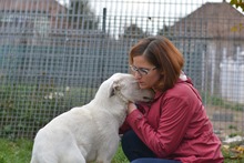 BINGO, Hund, Mischlingshund in Rumänien - Bild 3