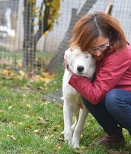 BINGO, Hund, Mischlingshund in Rumänien - Bild 4