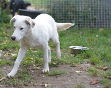 BINGO, Hund, Mischlingshund in Rumänien - Bild 6
