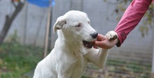 BINGO, Hund, Mischlingshund in Rumänien - Bild 7
