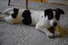 CAMILLA, Hund, Mischlingshund in Hüllhorst - Bild 11