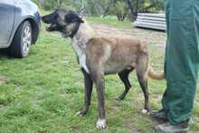 MAXIMUS, Hund, Mischlingshund in Rumänien - Bild 5