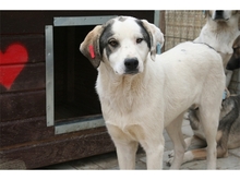 DOOLEY, Hund, Mischlingshund in Rumänien - Bild 1