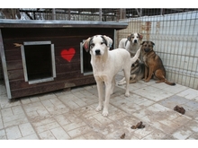 DOOLEY, Hund, Mischlingshund in Rumänien - Bild 2