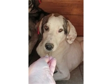 DOOLEY, Hund, Mischlingshund in Rumänien - Bild 3