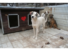 DOOLEY, Hund, Mischlingshund in Rumänien - Bild 4