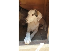 DOOLEY, Hund, Mischlingshund in Rumänien - Bild 5