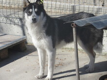 LARGO, Hund, Mischlingshund in Bulgarien - Bild 3