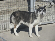 LARGO, Hund, Mischlingshund in Bulgarien - Bild 5