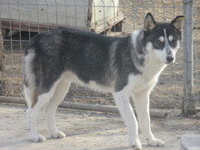 LARGO, Hund, Mischlingshund in Bulgarien - Bild 7