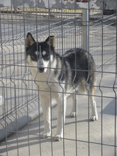 LARGO, Hund, Mischlingshund in Bulgarien - Bild 8